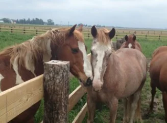 Horseback Riding
