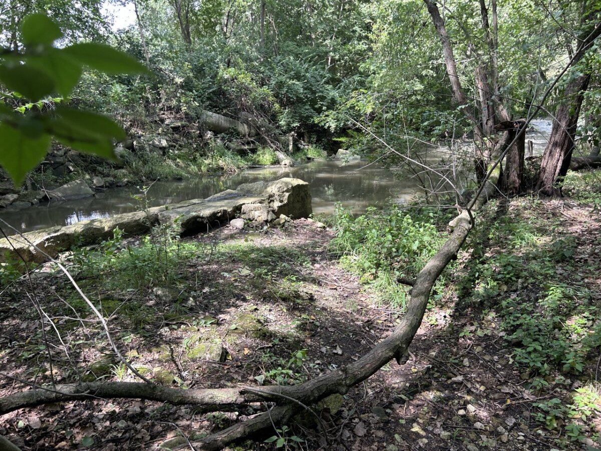 Hunt for Timber's Treasure